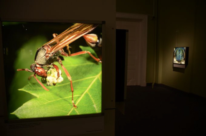 Wasp_exhibition__DSC3472